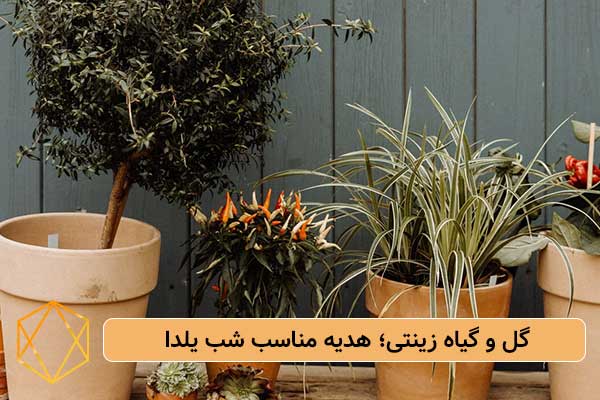 گل و گیاه زینتی؛ هدیه مناسب شب یلدا بهترین هدایای شب یلدا برای داماد؛ انتخاب های شیک و لاکچری گل-و-گیاه-زینتی؛-هدیه-مناسب-شب-یلدا